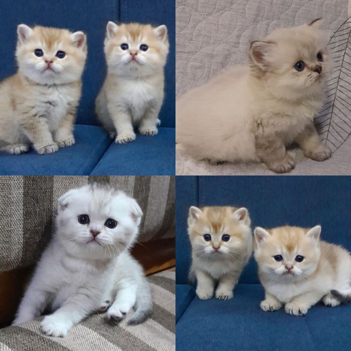 ВЯЗКА.Шикарный чистокровный  британец, серебристая шиншилла.