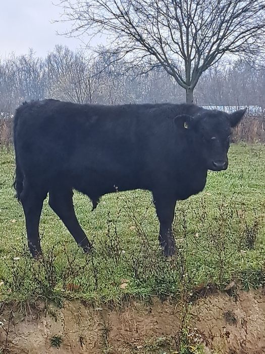 Viței Vițele angus