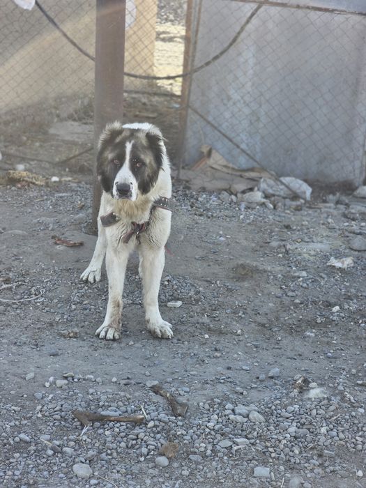 Продам собаку порода алабай