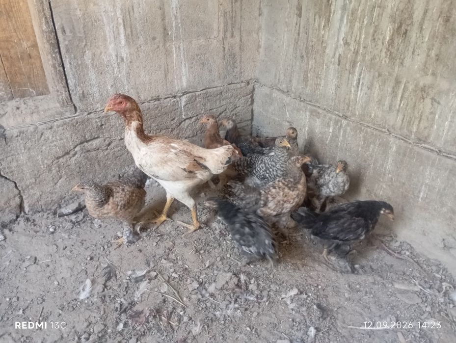 Брамы цыплята на продажу