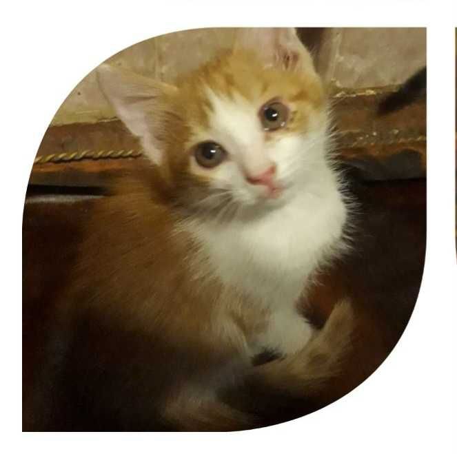 Котята от кошки мышеловки