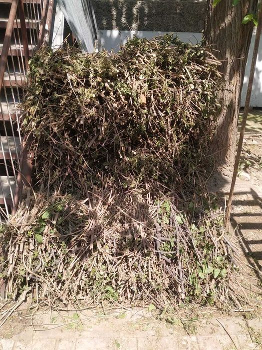 Дрова разного размера (тутовник)