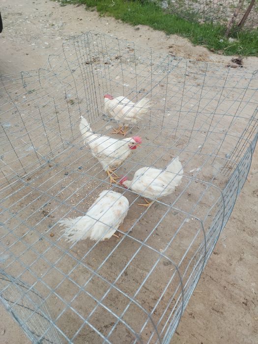 Tuğadgan tovuqlar sotiladi arzon narhlarda
