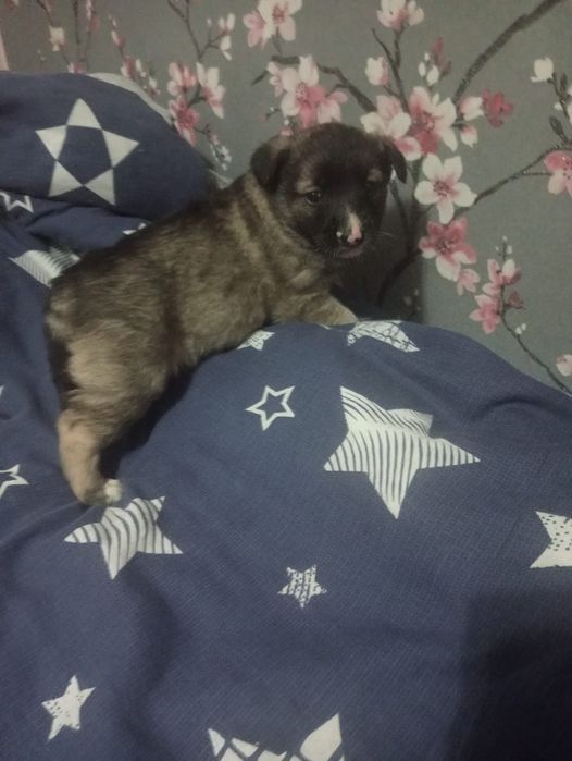 В добрые руки отдам щенят