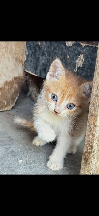 Подарявам котета