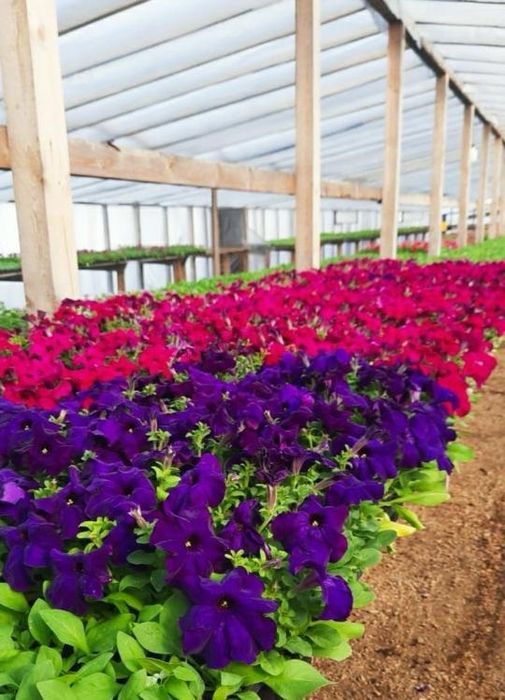 Петуния.  Рассада цветов