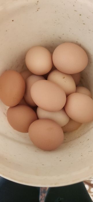 Продоются домашние яйца кур месных и  кур брама  можно и под икубатор