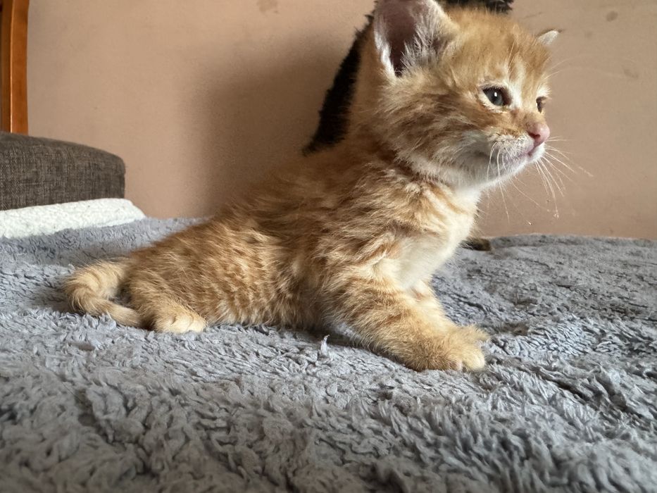 Котята 1000 тенге