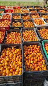 Vand caise de tuica si palinca foarte dulci si foarte aromate pentru detali sunati la nr 0763597112