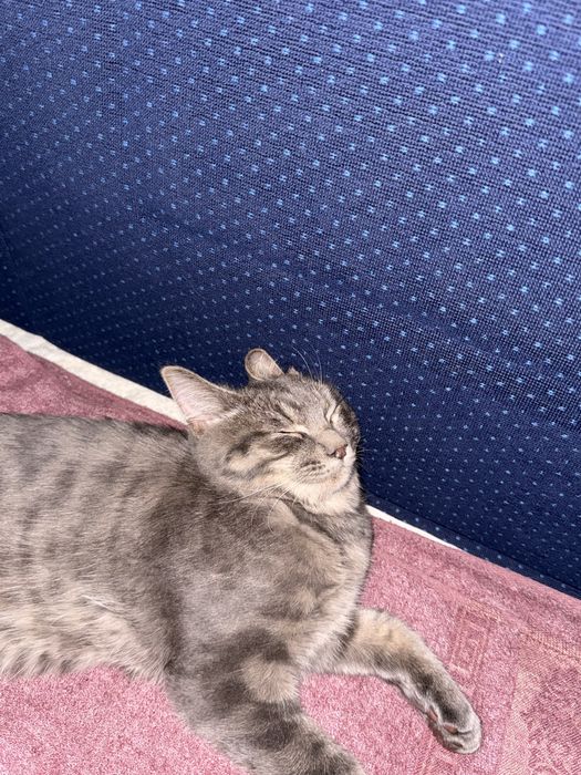 Отдам кота в добрые руки