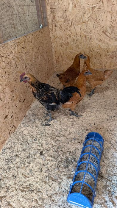 Продам петух и 3 курочки
