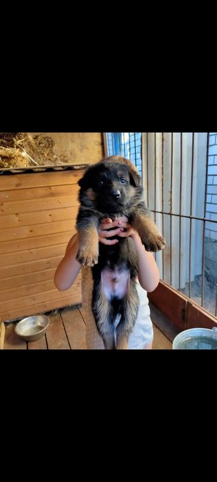 Продам щенков немецкой овчарки