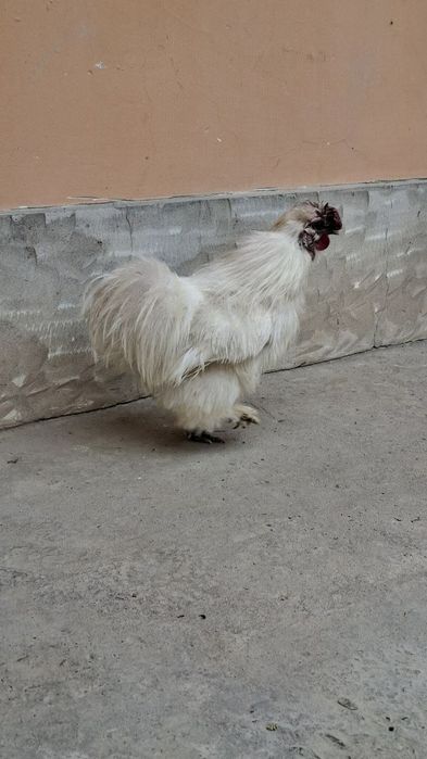 шолк хўроз сотилади