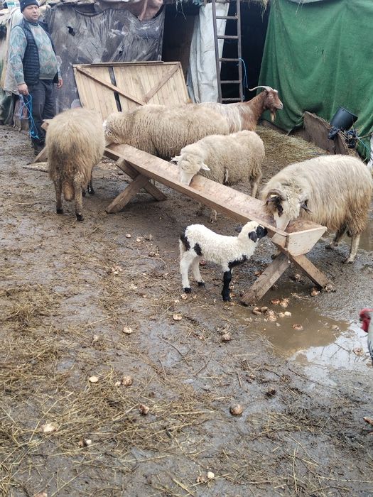 Vând 7 oi și un berbec