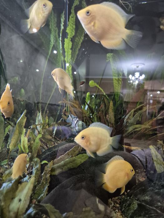 Северум красноточечный