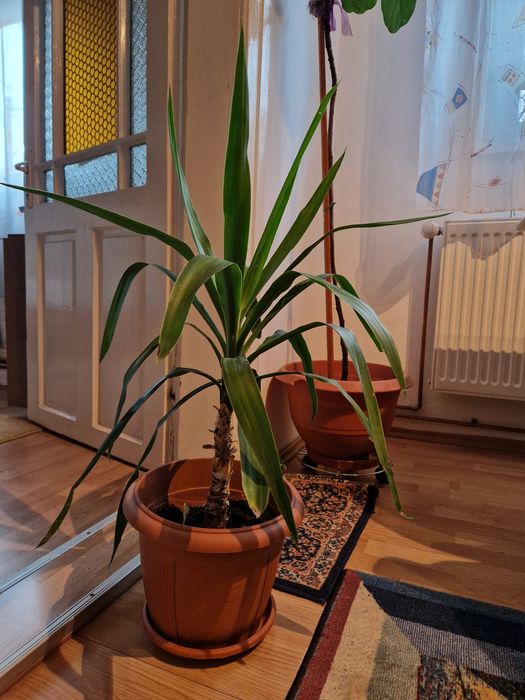 Planta floare Yuka diferite marimi