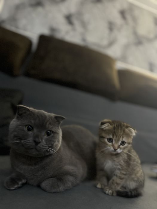 Ищем невесту для вязки