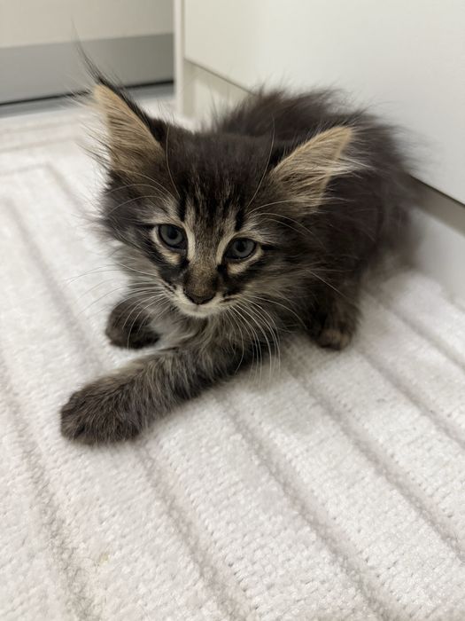 Отдаю котят в добрые руки!