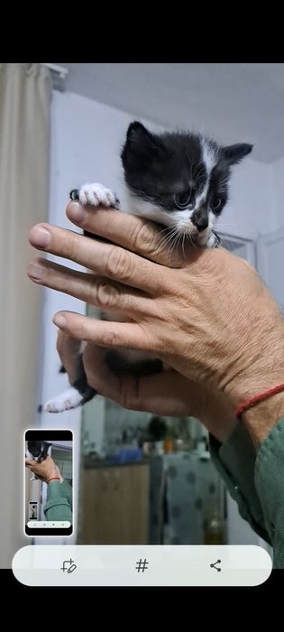 Котята отдам даром