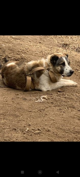 Turkman Alabay sotiladi