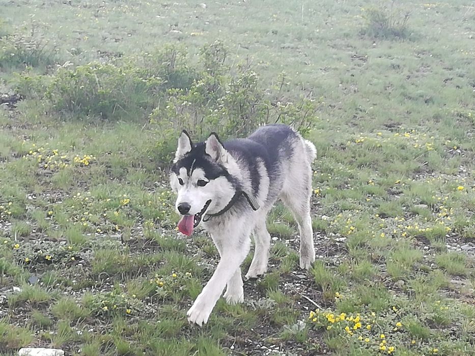 Продаются щенки породы хаски