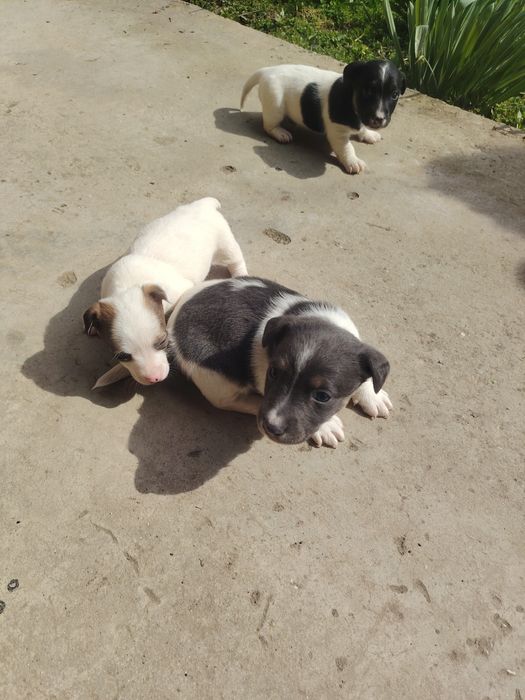 Кученца джак ръсел териер