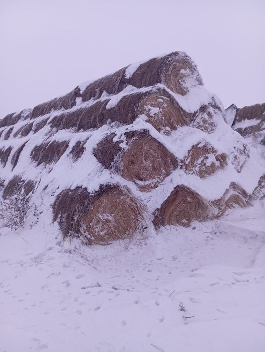 Продам сено прошлогоднее