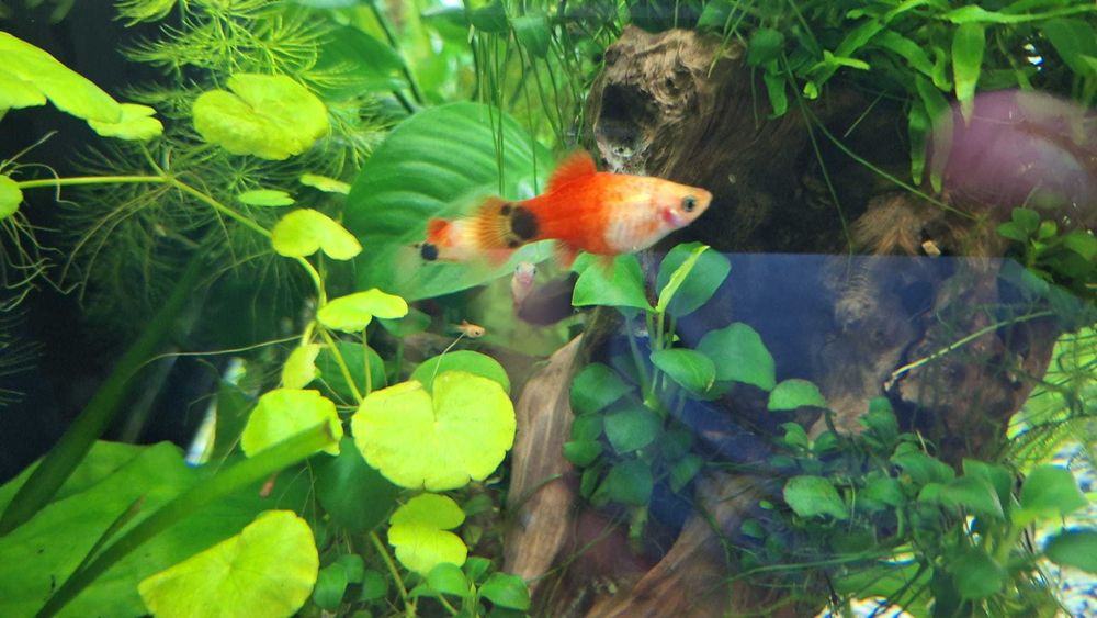 Pachet pești + plante + melci, la doar 100 de lei