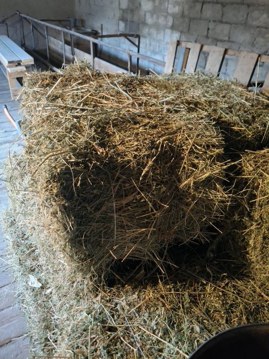 Клевер 200 тюков