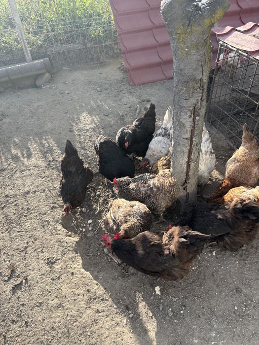 Găini outoare si de carne de vânzare – crescute în gospodărie