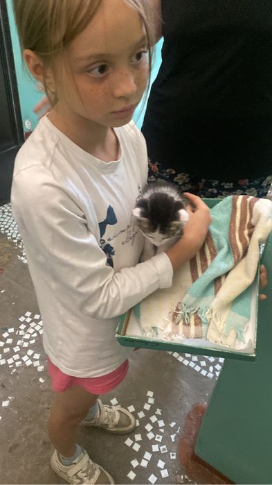 Отдам котенка мальчик