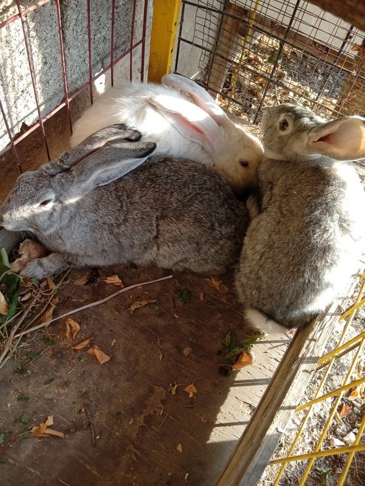 Кояндар сатылады