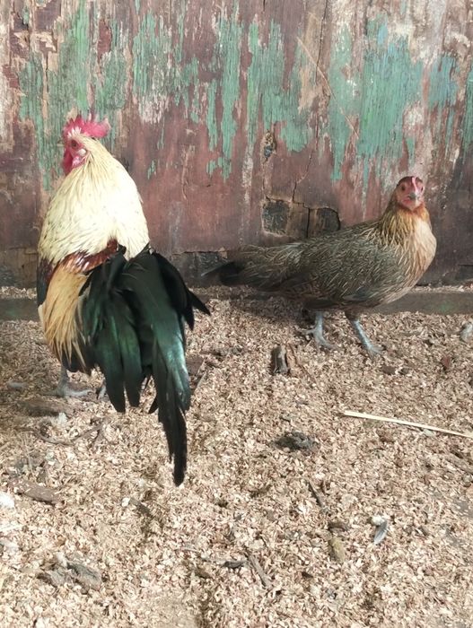 Продам пару Фениксов