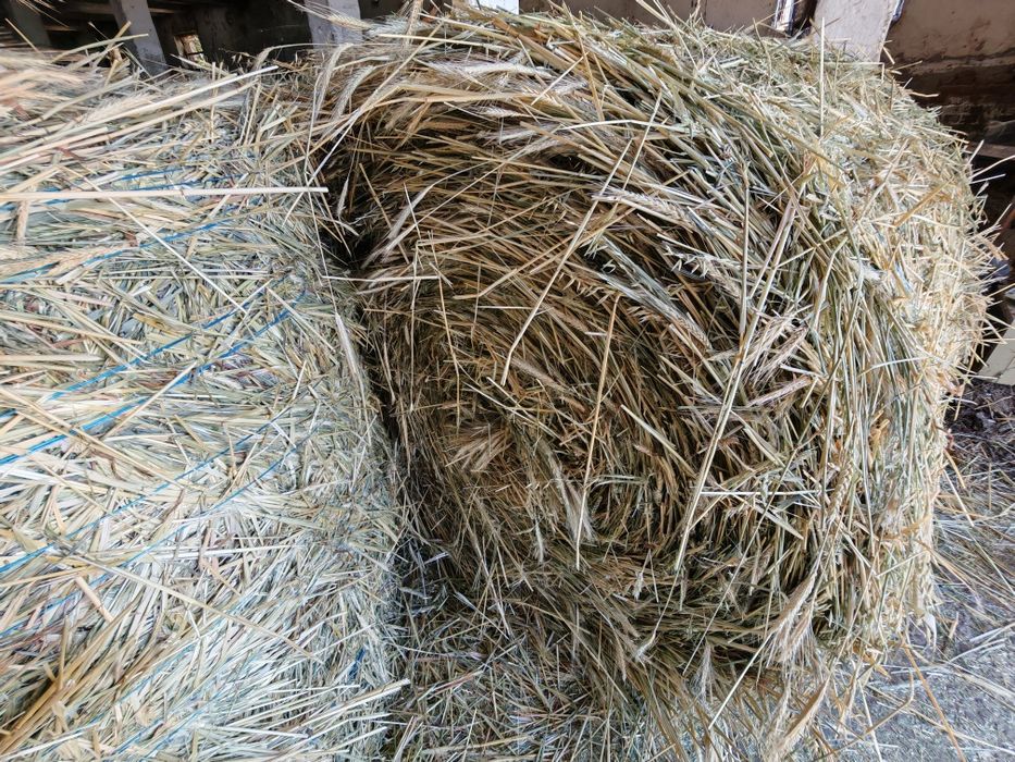 Baloti rotunzi(Borcea.,ovaz,triticale,mazare)250 lei