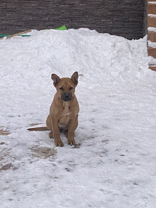 Отдам щенка в добрые руки