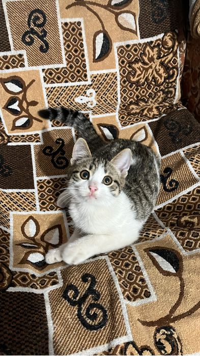 отдам котёнка в добрые руки