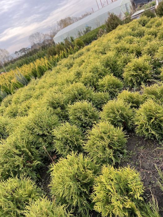 Vand tuia en gros din pepiniera proprie