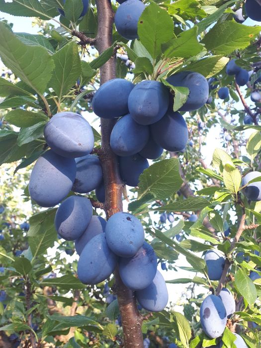 Продава се Сливова овощна градина