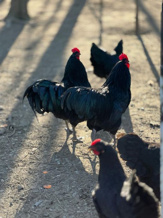 Oua de incubat Wyandotte gsg,argintiu sau/si Australorp