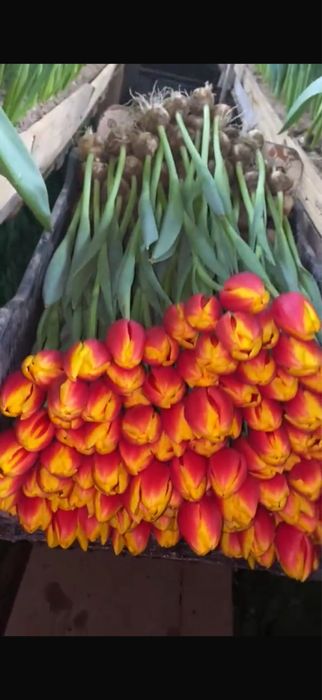 Продаю тюльпаны свежие 65-70 см