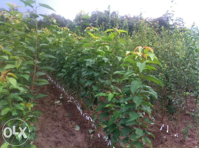 vind pomi fructiferi altoiti