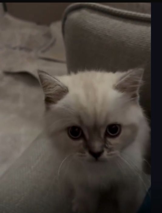 Британский котенок мальчик 3 месяца