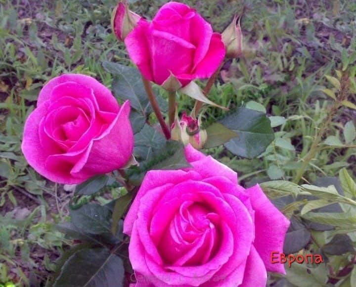 Продам саженцы роз