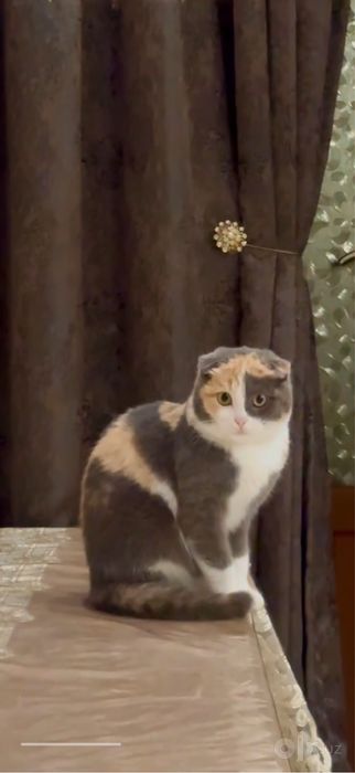 Шотландская вислоухая кошка (Scottish Fold)