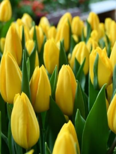 Тюльпаны 750 тг.доставка