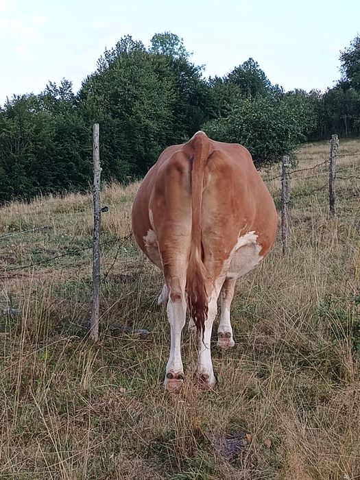 Vaca de vanzare Gestantă
