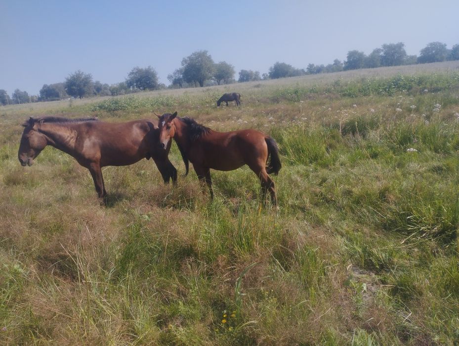 Сатылады Құлынды бие, байталдар