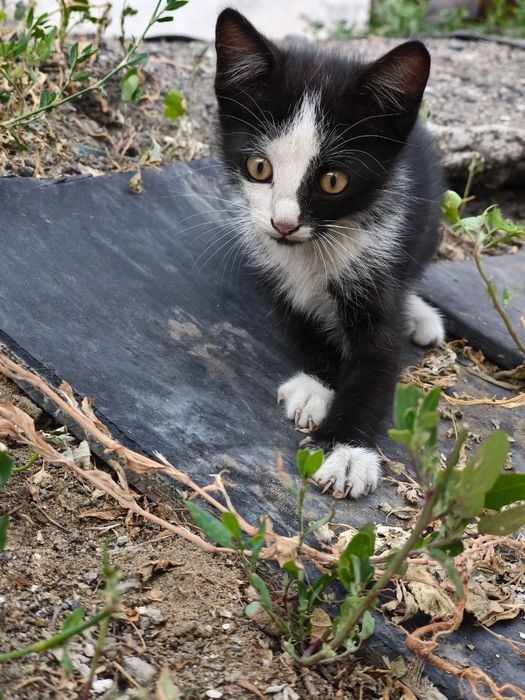 Отдам котят в добрые руки