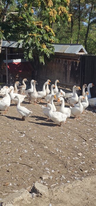 Vand gaste gânsaci