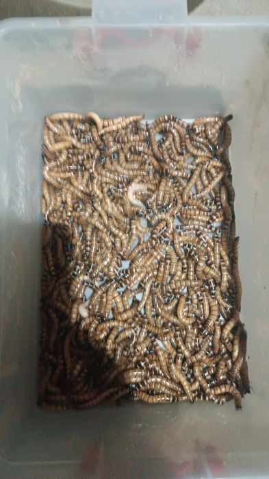 Продаётся зоофобус